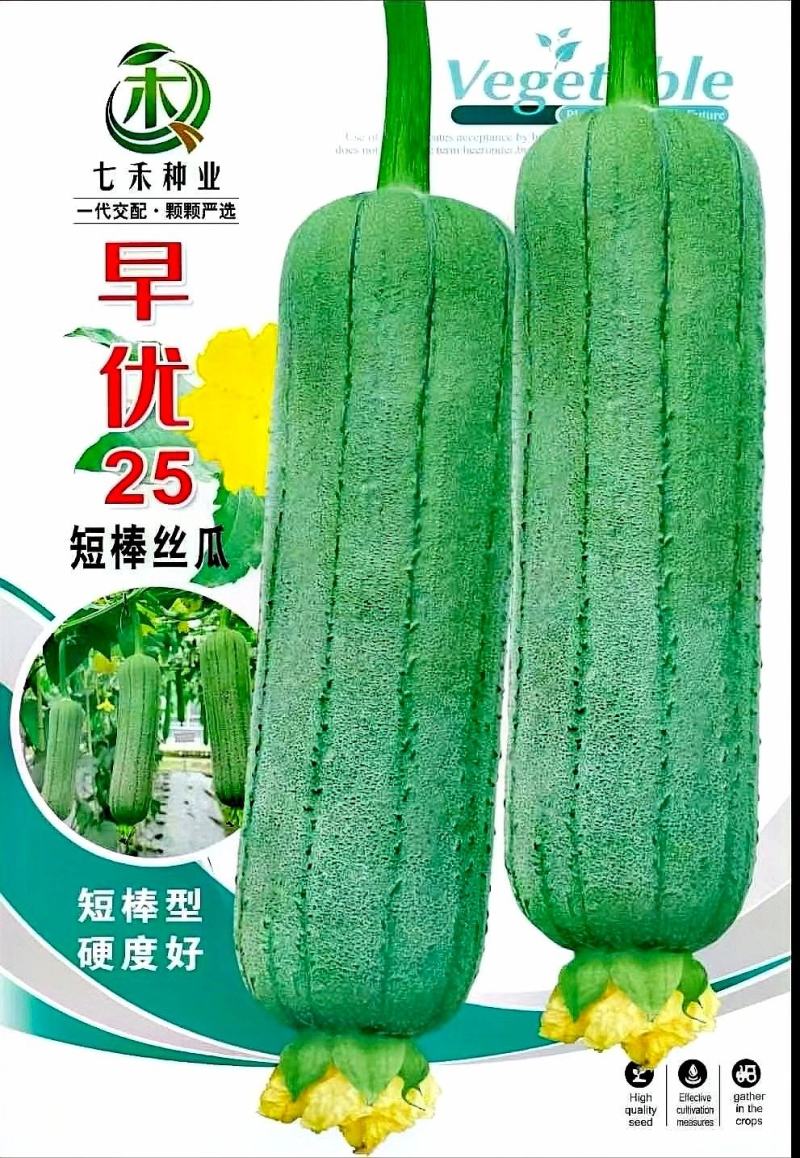 丝瓜种子早优25短棒肉丝瓜早熟瓜码密连续座瓜力强硬果