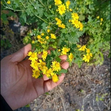 野菊花