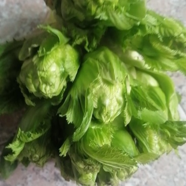农村自家种植的无公害蔬菜儿菜