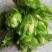 农村自家种植的无公害蔬菜儿菜