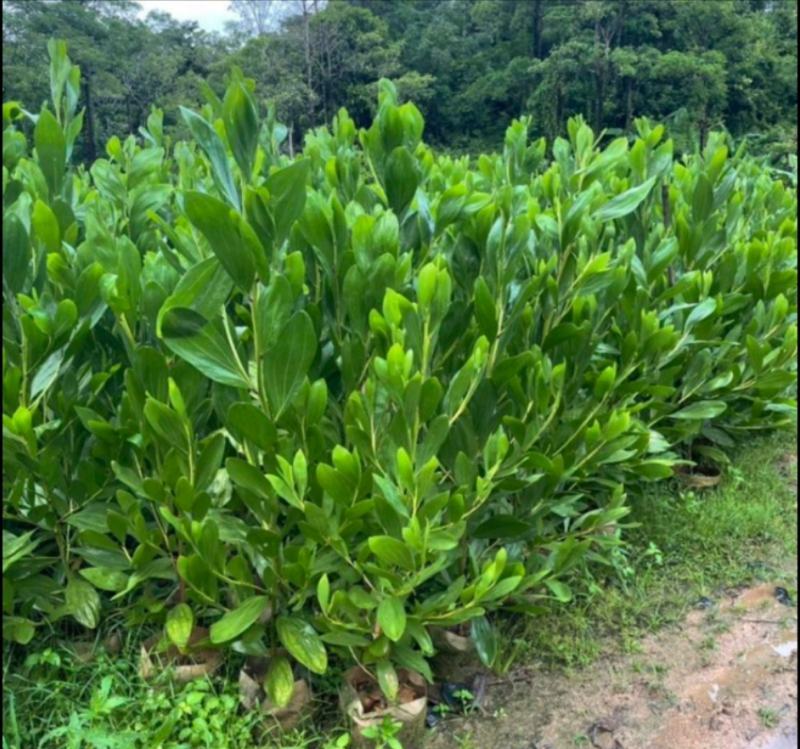 马占相思