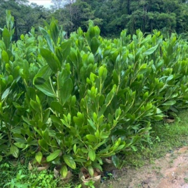 马占相思
