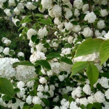 绣球花