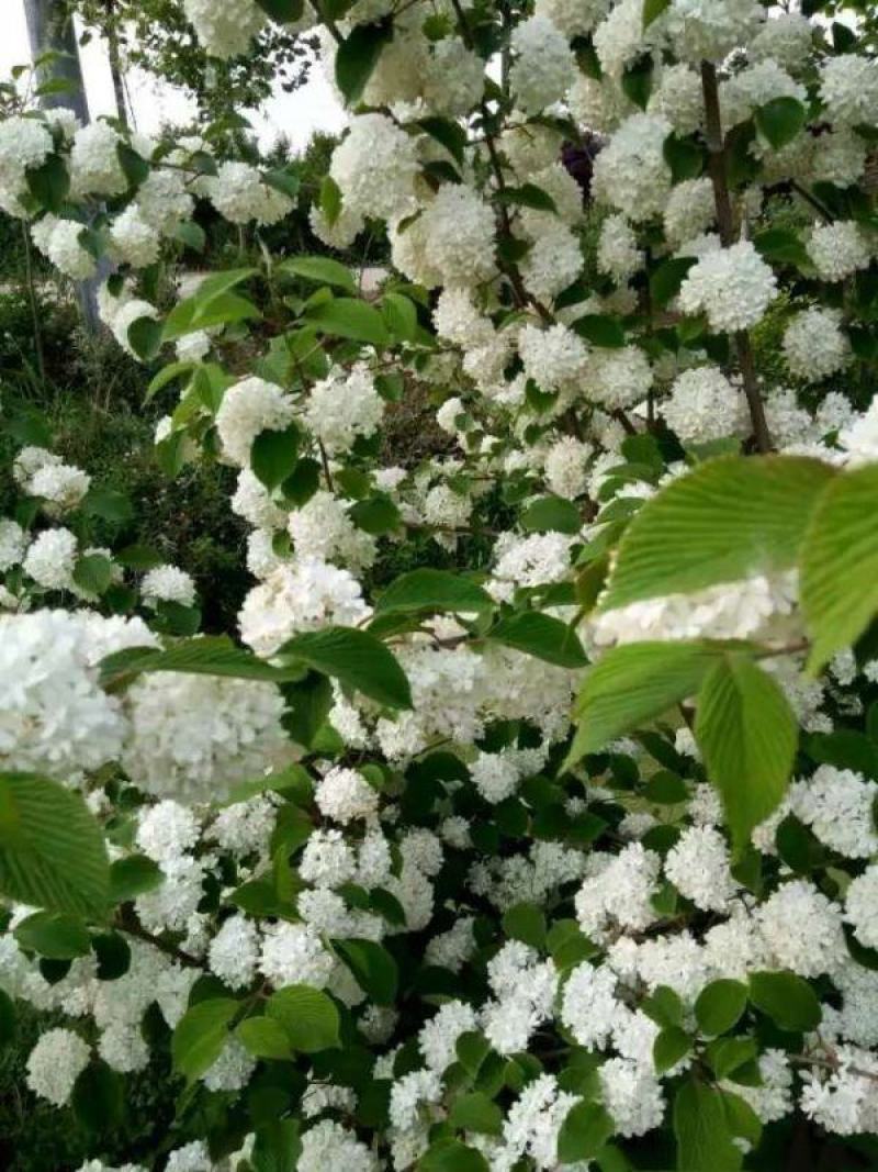 绣球花