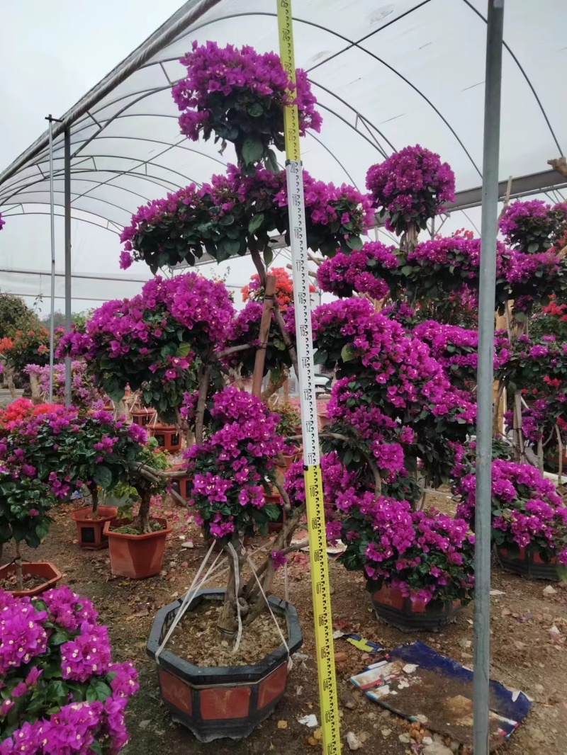 紫花三角梅造型