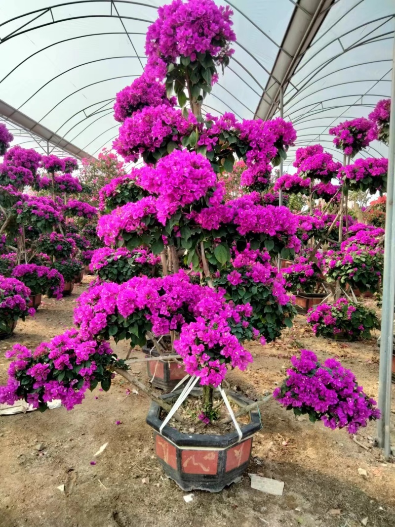 紫花三角梅造型