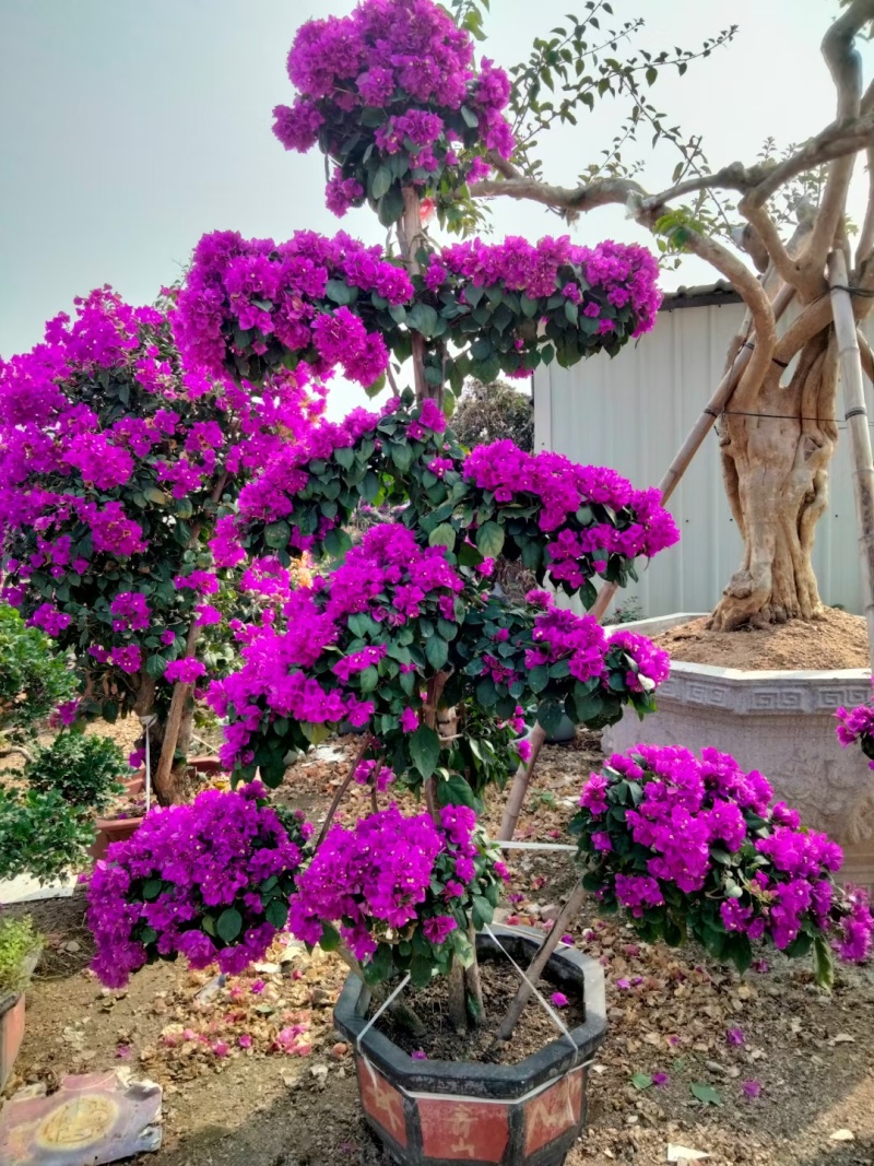 紫花三角梅造型