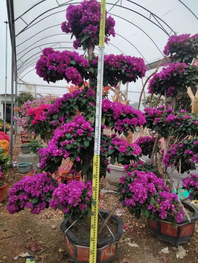 紫花三角梅造型