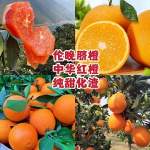 【伦晚】湖北秭归脐橙果园看货采果提供洗果打蜡找回程车服务
