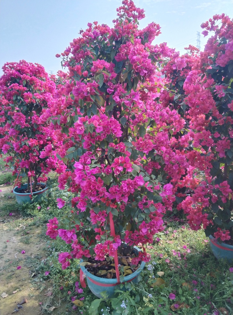 红花三角梅柱形