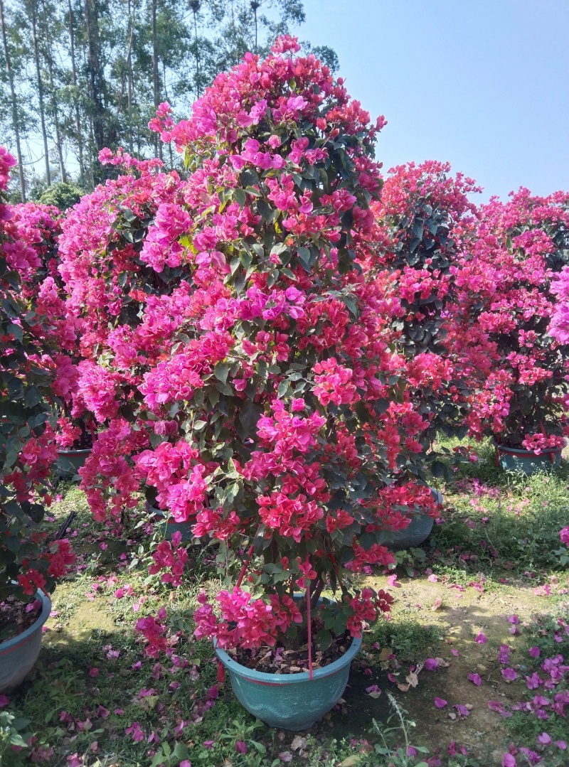 红花三角梅柱形