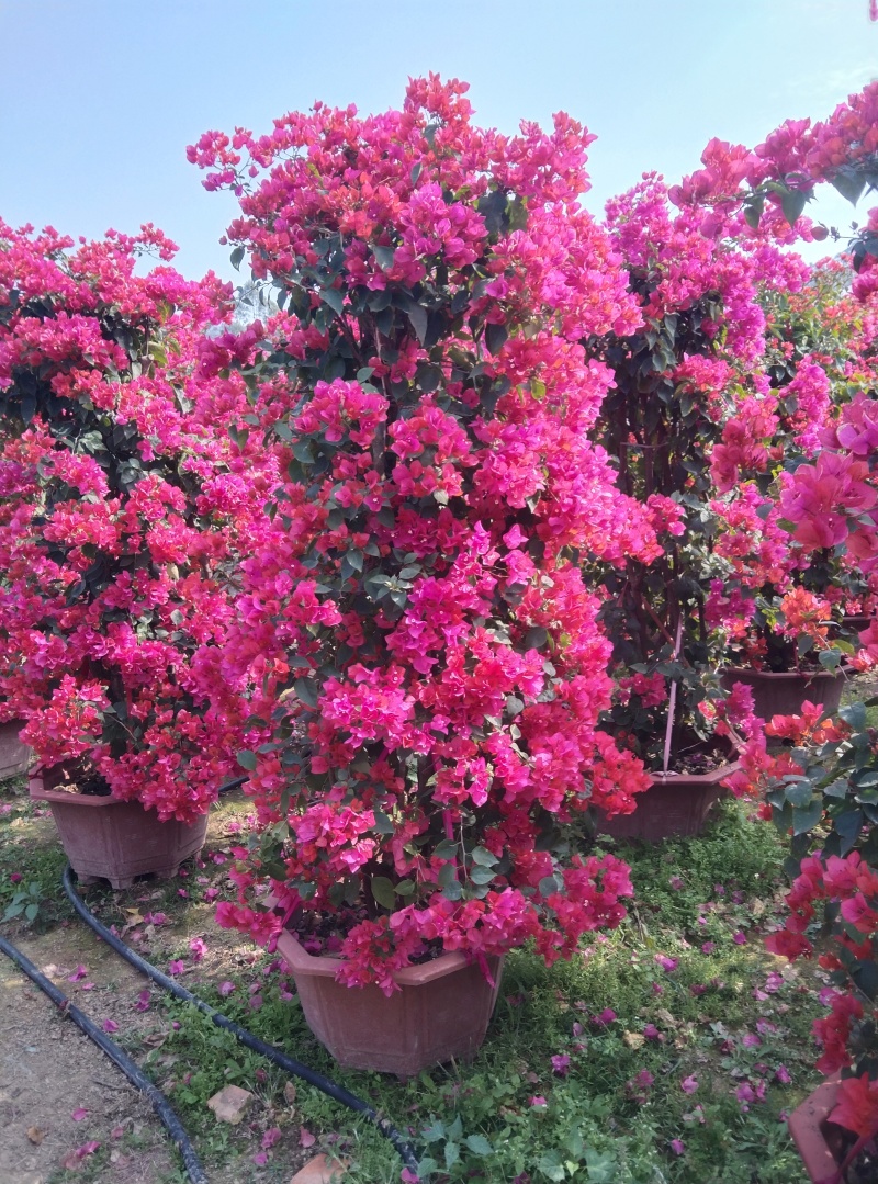 红花三角梅柱形