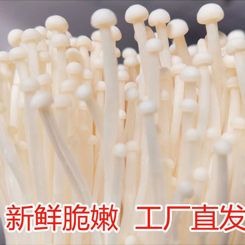 【产地直发新鲜】现摘5斤鲜金针菇蔬菜1斤食用菌火锅凉菜食