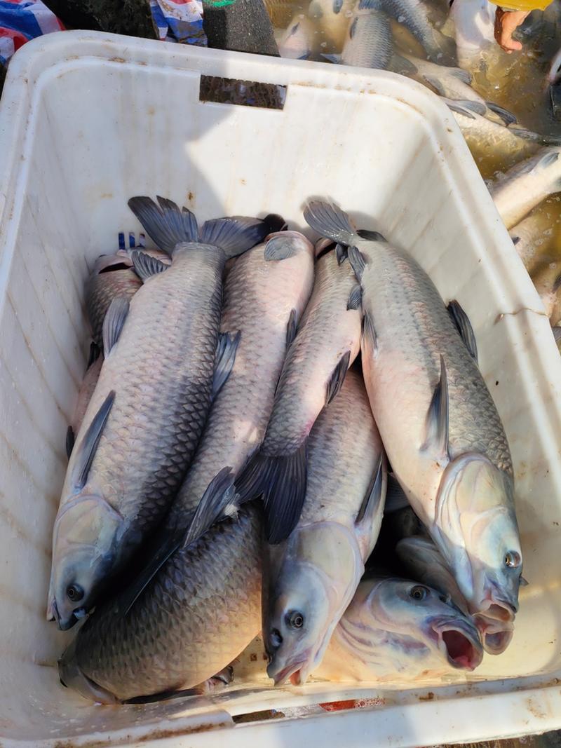 大量出售3-6斤的青鱼