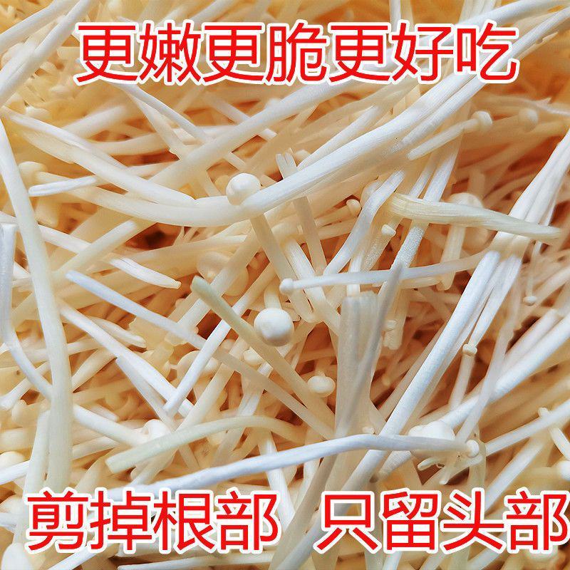 【产地直发新鲜】现摘5斤鲜金针菇蔬菜1斤食用菌火锅凉菜食