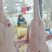 中龄鹅，做盐水鹅非常好的肉质，150天左右的生长周期