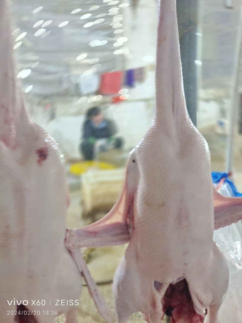 中龄鹅，做盐水鹅非常好的肉质，150天左右的生长周期