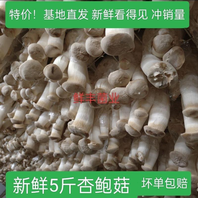 工厂基地直发现摘新鲜杏鲍菇优选嫩芽蔬菜食用菌菇新鲜袋装蘑