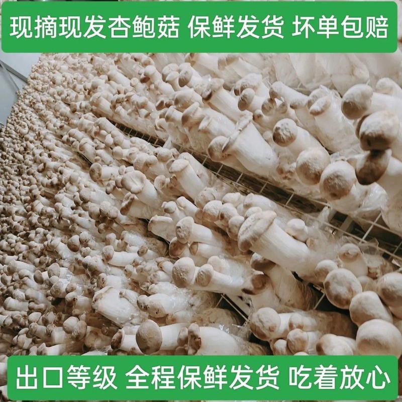 工厂基地直发现摘新鲜杏鲍菇优选嫩芽蔬菜食用菌菇新鲜袋装蘑