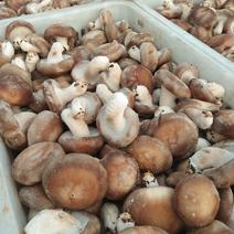 辽宁鲜香菇产地直发大量现货