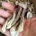 鹿茸菇干货批发无硫熏鹿茸菌新鲜无碎云南脆脆菇鹿茸香菇食用
