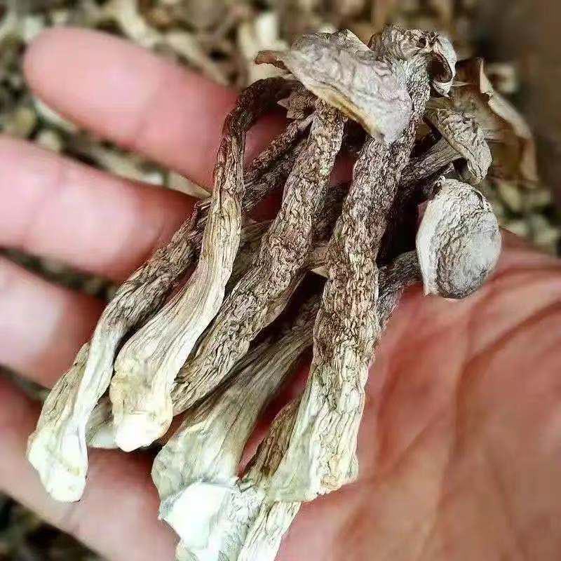 鹿茸菇干货批发无硫熏鹿茸菌新鲜无碎云南脆脆菇鹿茸香菇食用
