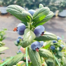 云南蓝莓，电商，市场