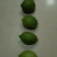 香水柠檬