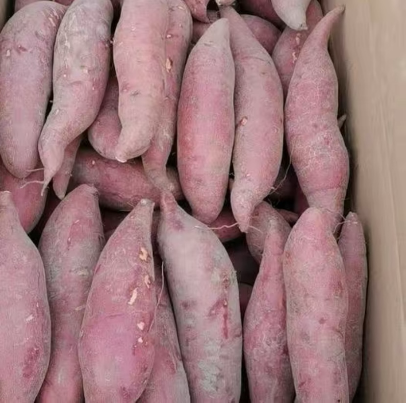 蜜薯与西瓜红外观对比图