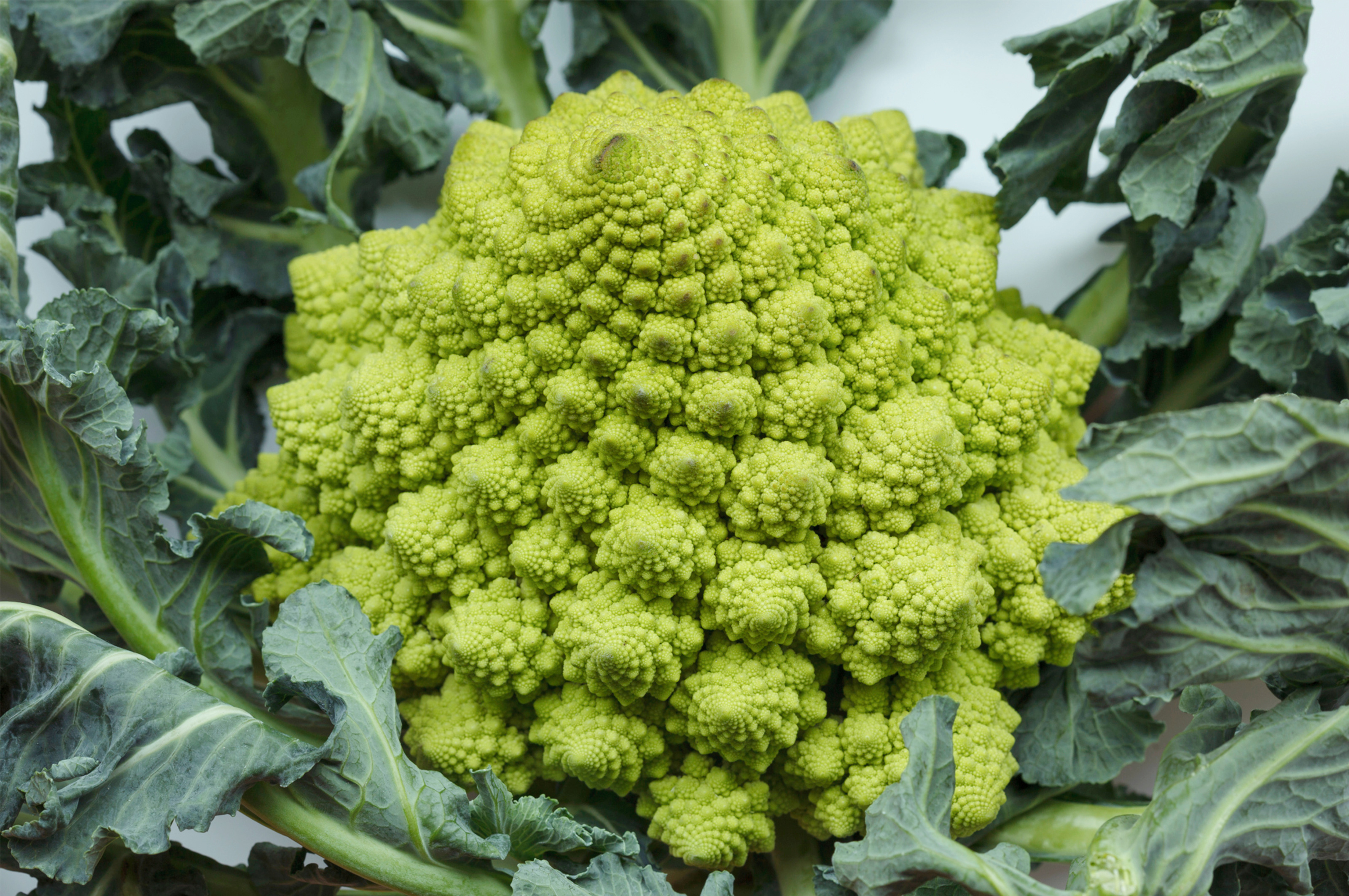 一个完整的宝塔菜花植株,呈现出鲜明的绿色锥形花蕾,以精确的自相似分形模式排列,形成天然的几何美感。背景为田园土壤环境,光线柔和自然,突出其作为有机蔬菜的纯净属性 宝塔菜花整体特写