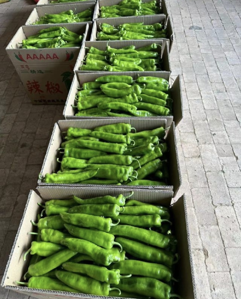 广东黄皮尖椒黄皮辣椒大量供货实力代发全国电商超市