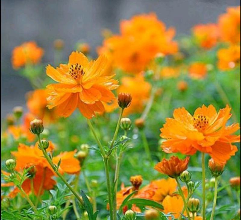 硫华菊