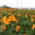 硫华菊