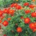 硫华菊
