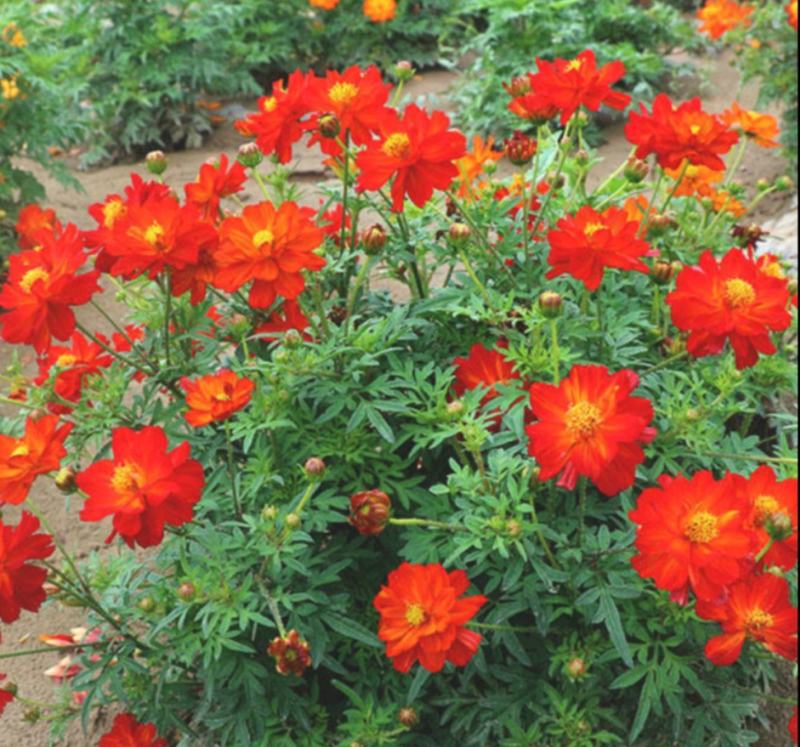 硫华菊