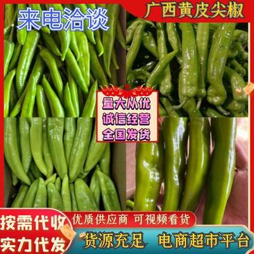 广东黄皮尖椒黄皮辣椒大量供货实力代发全国电商超市