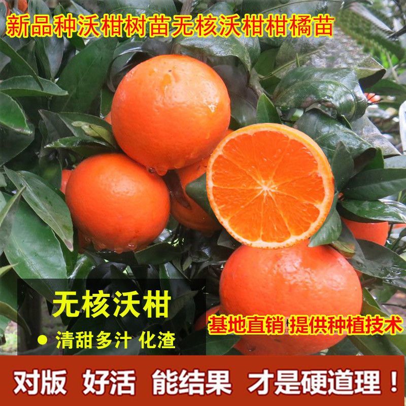 正宗沃柑树苗桔子苗嫁接苗南方种植水果树果苗