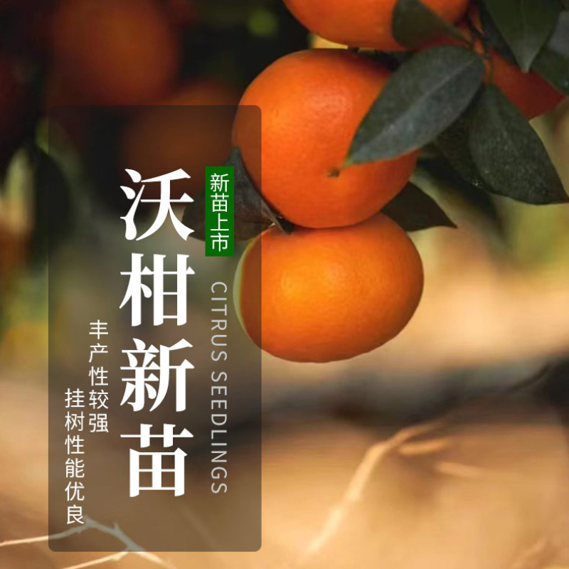 正宗沃柑树苗桔子苗嫁接苗南方种植水果树果苗