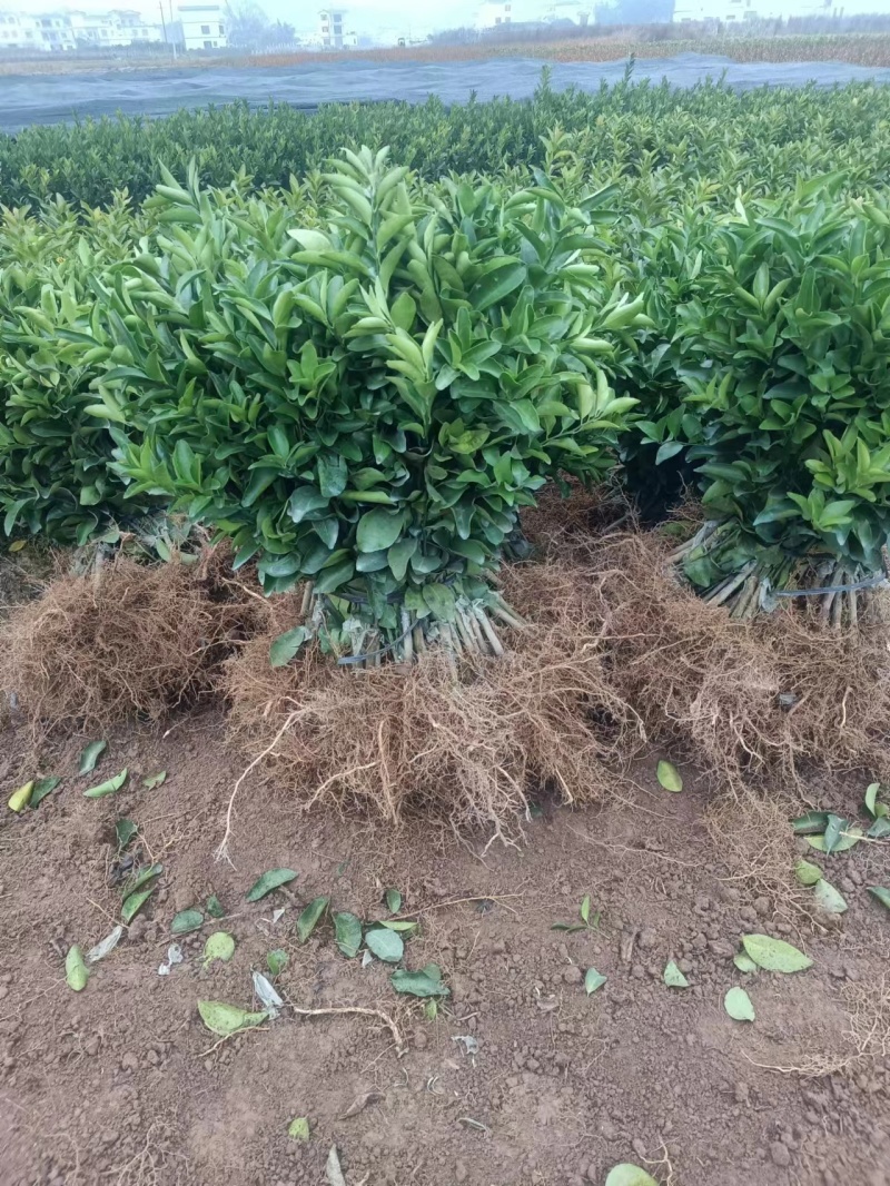 正宗沃柑树苗桔子苗嫁接苗南方种植水果树果苗