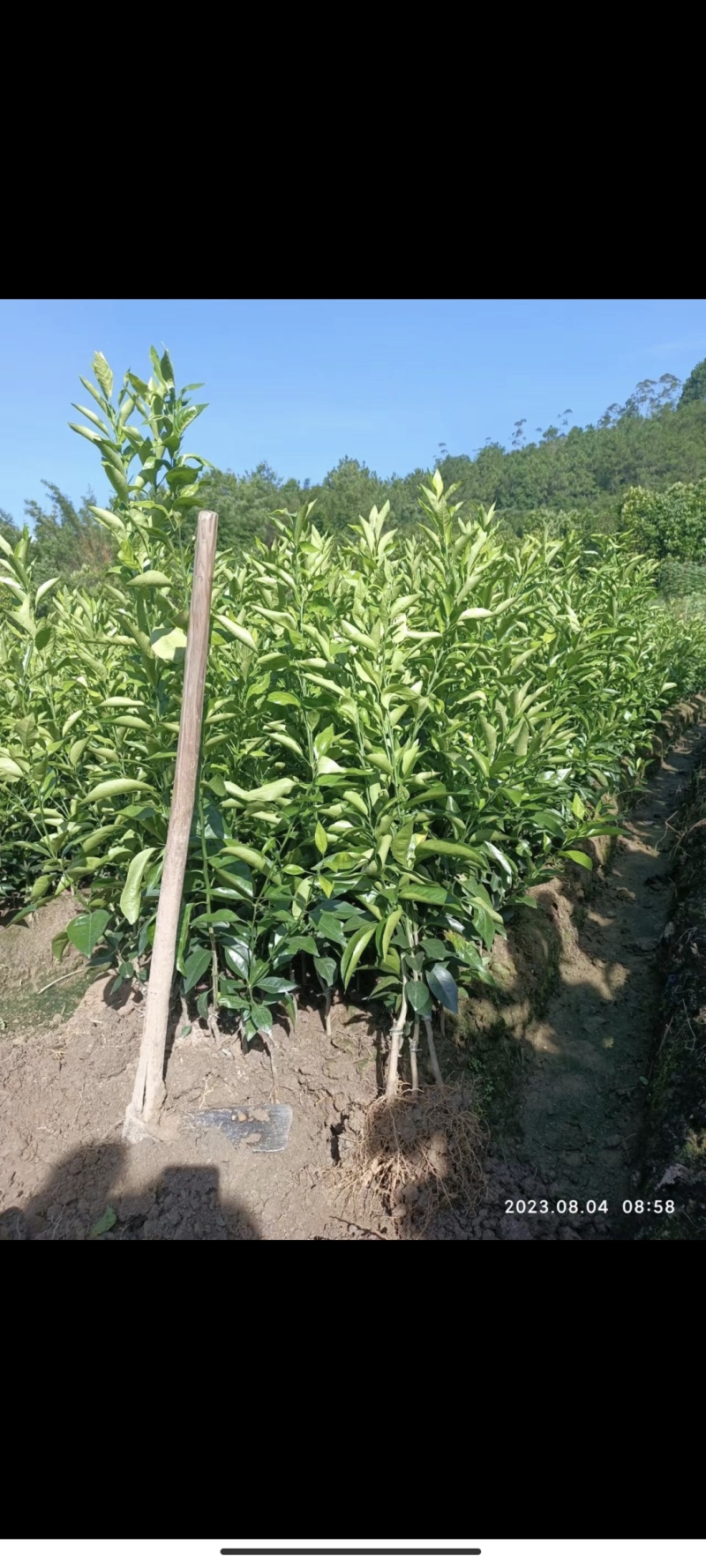 正宗沃柑树苗桔子苗嫁接苗南方种植水果树果苗