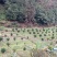 正宗沃柑树苗桔子苗嫁接苗南方种植水果树果苗