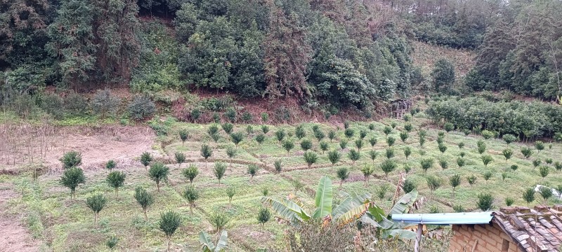 正宗沃柑树苗桔子苗嫁接苗南方种植水果树果苗
