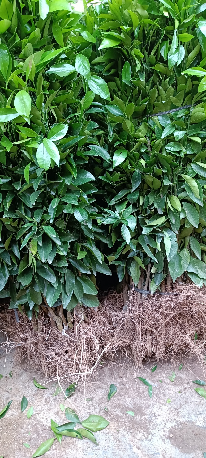 正宗沃柑树苗桔子苗嫁接苗南方种植水果树果苗