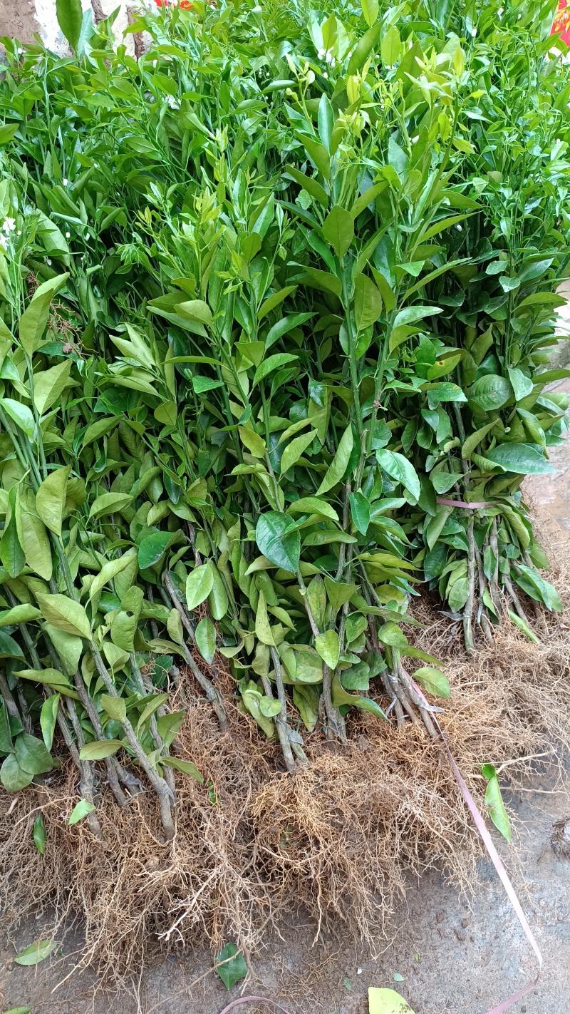 正宗沃柑树苗桔子苗嫁接苗南方种植水果树果苗