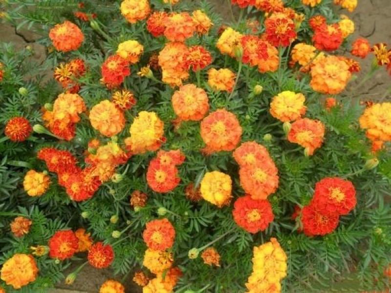 孔雀草