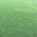 马尼拉草坪