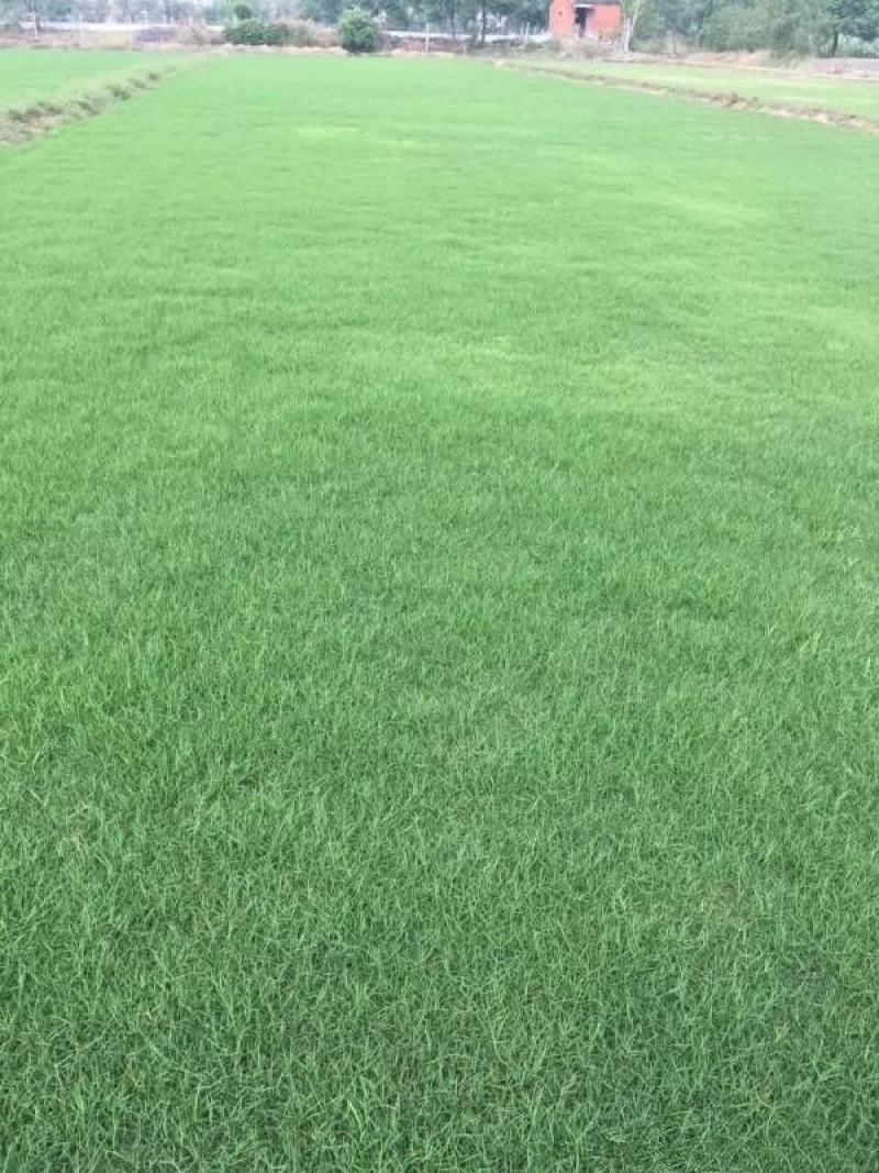 马尼拉草坪