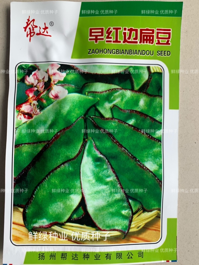 帮达早红边扁豆早熟丰产鲜荚边缘深红色纤维少红边眉豆