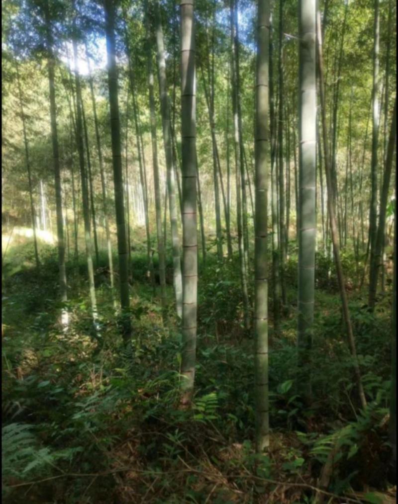 毛竹