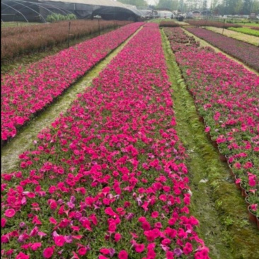 牵牛花